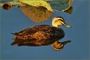 HIGHLY COMMENDED.....Patricia Anderson